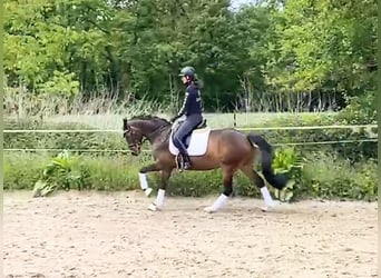 Deutsches Reitpony, Wallach, 6 Jahre, 148 cm, Dunkelbrauner