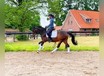 Deutsches Reitpony, Wallach, 6 Jahre, 148 cm, Dunkelbrauner