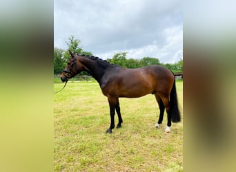 Deutsches Reitpony, Wallach, 6 Jahre, 148 cm, Dunkelbrauner