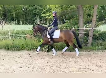 Deutsches Reitpony, Wallach, 6 Jahre, 148 cm, Dunkelbrauner