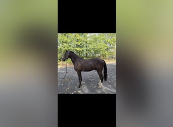 Deutsches Reitpony, Wallach, 6 Jahre, 148 cm, Dunkelbrauner