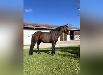 Deutsches Reitpony, Wallach, 6 Jahre, 148 cm, Dunkelbrauner