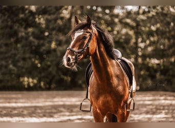 Deutsches Reitpony, Wallach, 6 Jahre, 148 cm, Dunkelbrauner