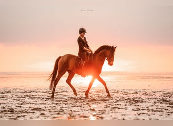 Deutsches Reitpony, Wallach, 6 Jahre, 148 cm, Dunkelbrauner