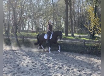 Deutsches Reitpony, Wallach, 6 Jahre, 148 cm, Dunkelfuchs