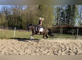Deutsches Reitpony, Wallach, 6 Jahre, 148 cm, Dunkelfuchs