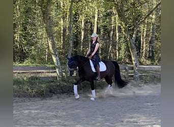 Deutsches Reitpony, Wallach, 6 Jahre, 148 cm, Dunkelfuchs