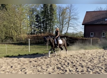 Deutsches Reitpony, Wallach, 6 Jahre, 148 cm, Dunkelfuchs