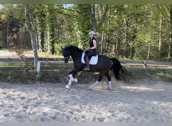 Deutsches Reitpony, Wallach, 6 Jahre, 148 cm, Dunkelfuchs