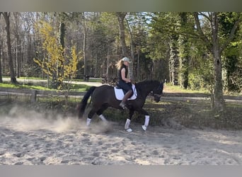 Deutsches Reitpony, Wallach, 6 Jahre, 148 cm, Dunkelfuchs
