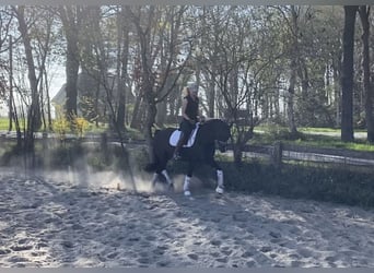 Deutsches Reitpony, Wallach, 6 Jahre, 148 cm, Dunkelfuchs