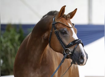 Deutsches Reitpony, Wallach, 6 Jahre, 148 cm, Dunkelfuchs