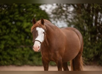 Deutsches Reitpony, Wallach, 6 Jahre, 148 cm, Dunkelfuchs