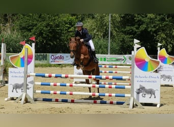 Deutsches Reitpony, Wallach, 6 Jahre, 148 cm, Dunkelfuchs