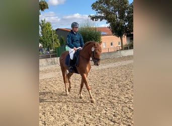 Deutsches Reitpony, Wallach, 6 Jahre, 148 cm, Dunkelfuchs