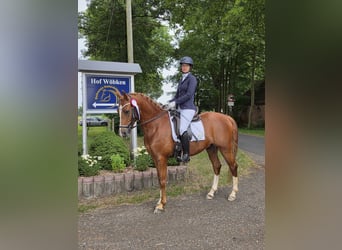 Deutsches Reitpony, Wallach, 6 Jahre, 148 cm, Fuchs