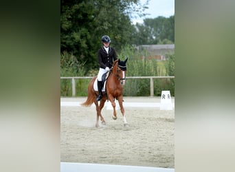Deutsches Reitpony, Wallach, 6 Jahre, 148 cm, Fuchs