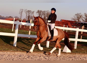 Deutsches Reitpony, Wallach, 6 Jahre, 148 cm, Fuchs