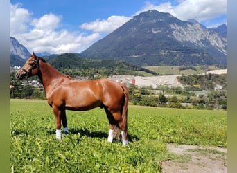 Deutsches Reitpony, Wallach, 6 Jahre, 148 cm, Fuchs