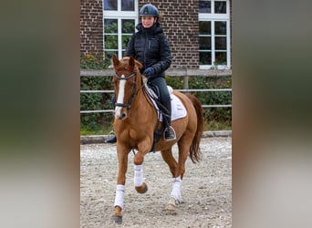 Deutsches Reitpony, Wallach, 6 Jahre, 148 cm, Fuchs