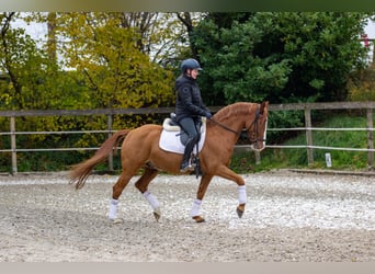 Deutsches Reitpony, Wallach, 6 Jahre, 148 cm, Fuchs