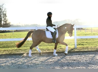 Deutsches Reitpony, Wallach, 6 Jahre, 148 cm, Fuchs