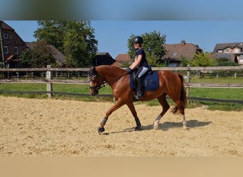 Deutsches Reitpony, Wallach, 6 Jahre, 148 cm, Fuchs