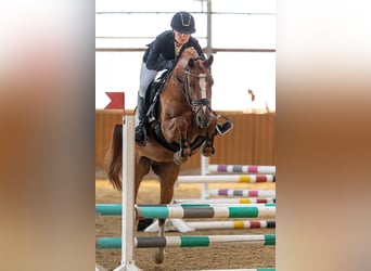 Deutsches Reitpony, Wallach, 6 Jahre, 148 cm, Fuchs