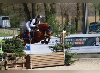 Deutsches Reitpony, Wallach, 6 Jahre, 148 cm, Fuchs