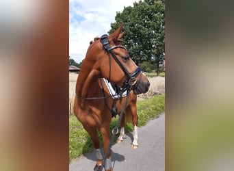 Deutsches Reitpony, Wallach, 6 Jahre, 148 cm, Fuchs