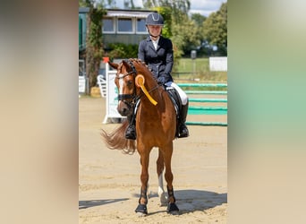 Deutsches Reitpony, Wallach, 6 Jahre, 148 cm, Fuchs