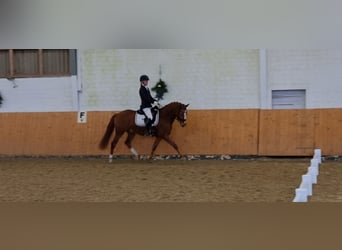 Deutsches Reitpony, Wallach, 6 Jahre, 148 cm, Fuchs