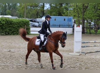 Deutsches Reitpony, Wallach, 6 Jahre, 148 cm, Fuchs