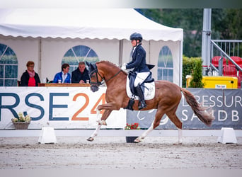 Deutsches Reitpony, Wallach, 6 Jahre, 148 cm, Fuchs