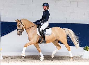Deutsches Reitpony, Wallach, 6 Jahre, 148 cm, Palomino