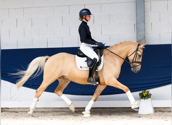 Deutsches Reitpony, Wallach, 6 Jahre, 148 cm, Palomino