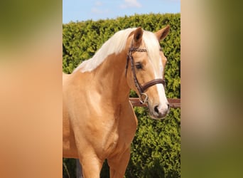 Deutsches Reitpony, Wallach, 6 Jahre, 148 cm, Palomino