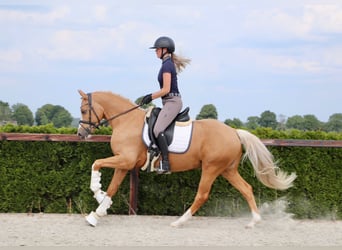 Deutsches Reitpony, Wallach, 6 Jahre, 148 cm, Palomino
