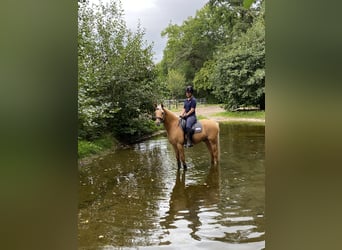 Deutsches Reitpony, Wallach, 6 Jahre, 148 cm, Palomino