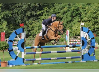 Deutsches Reitpony, Wallach, 6 Jahre, 148 cm, Palomino