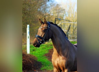 Deutsches Reitpony, Wallach, 6 Jahre, 148 cm, Rappe