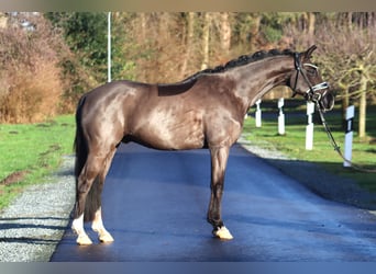 Deutsches Reitpony, Wallach, 6 Jahre, 148 cm, Rappe