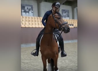 Deutsches Reitpony, Wallach, 6 Jahre, 148 cm, Rotbrauner
