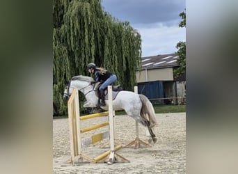 Deutsches Reitpony, Wallach, 6 Jahre, 148 cm, Schimmel