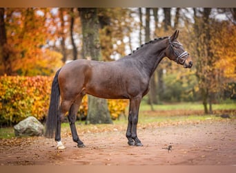 Deutsches Reitpony, Wallach, 6 Jahre, 148 cm, Schwarzbrauner