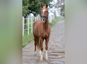 Deutsches Reitpony, Wallach, 6 Jahre, 150 cm, Fuchs