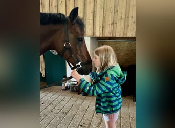 Deutsches Reitpony, Wallach, 6 Jahre, 151 cm, Brauner