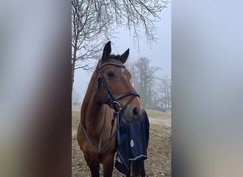 Deutsches Reitpony, Wallach, 6 Jahre, 151 cm, Brauner