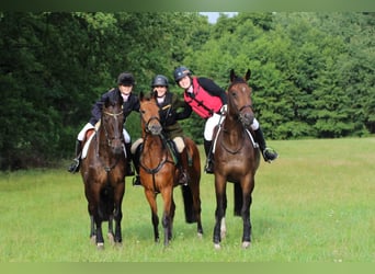 Deutsches Reitpony, Wallach, 6 Jahre, 152 cm, Brauner