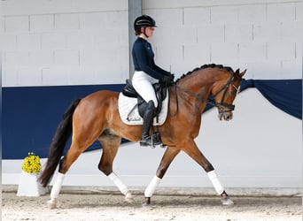 Deutsches Reitpony, Wallach, 6 Jahre, 152 cm, Brauner